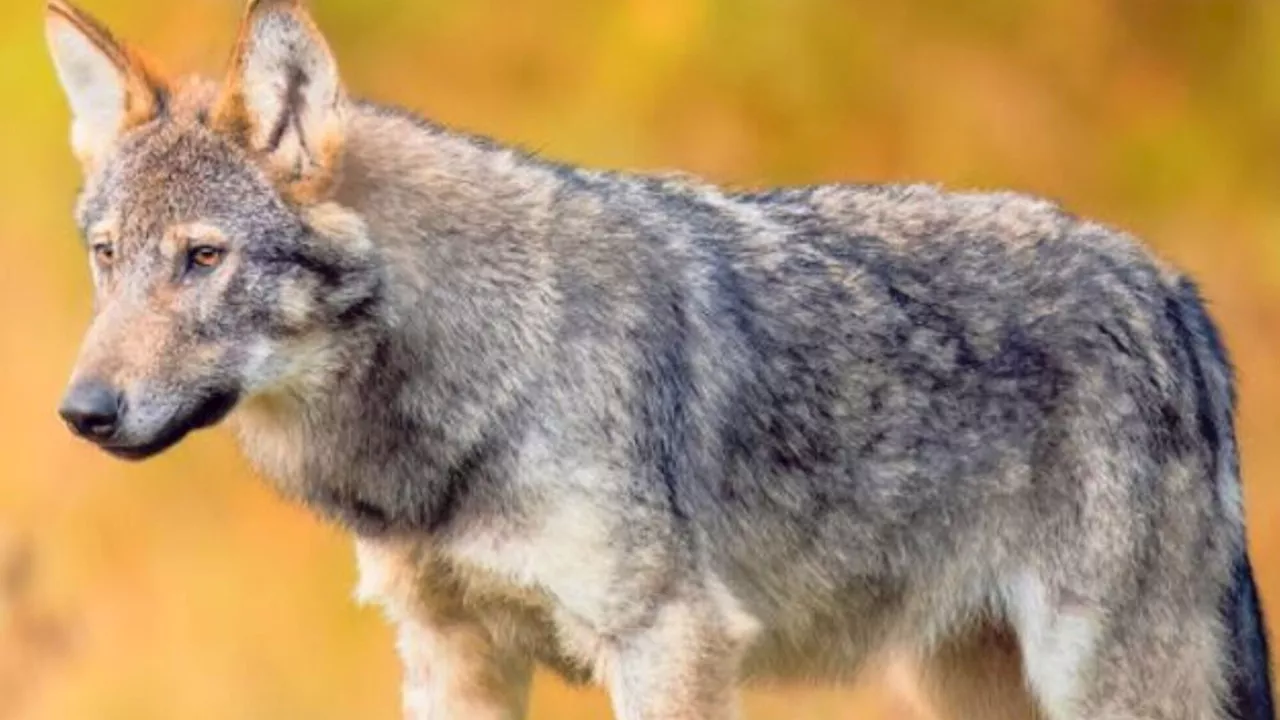 Wolf gesichtet in Oberösterreich: Jäger melden Sichtung in Sittendorf