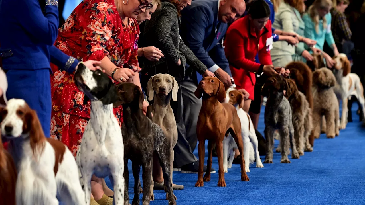 The National Dog Show explained: How a dog contest became a Thanksgiving tradition