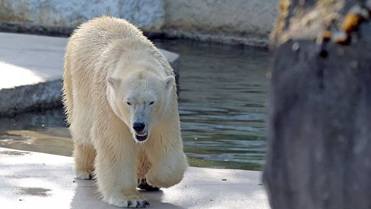 Baden-Württemberg: Mindestens ein Eisbärenbaby lebt - Vorsichtiger Optimismus