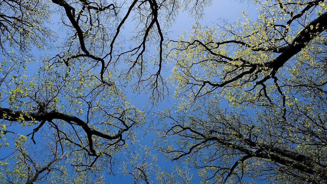 Berlin & Brandenburg: Zustand der Berliner Wälder weiter verschlechtert