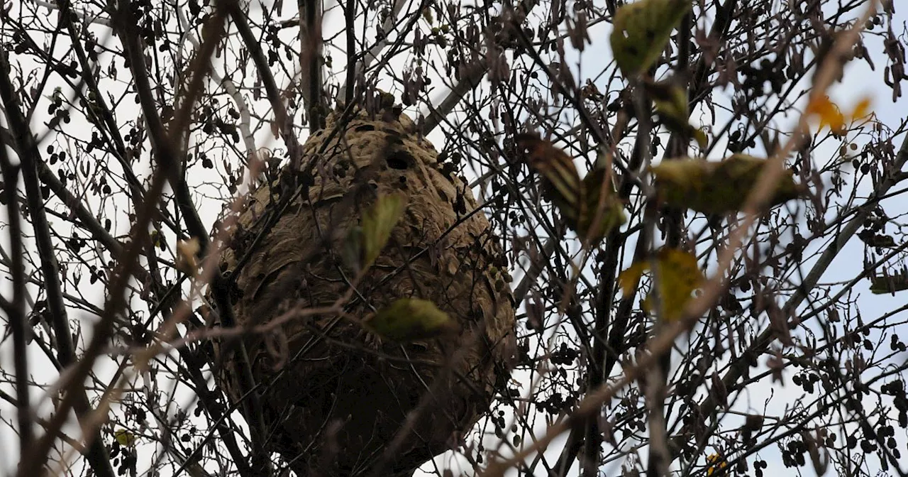 Nest der Asiatischen Hornisse im Kreis Gütersloh wird beseitigt