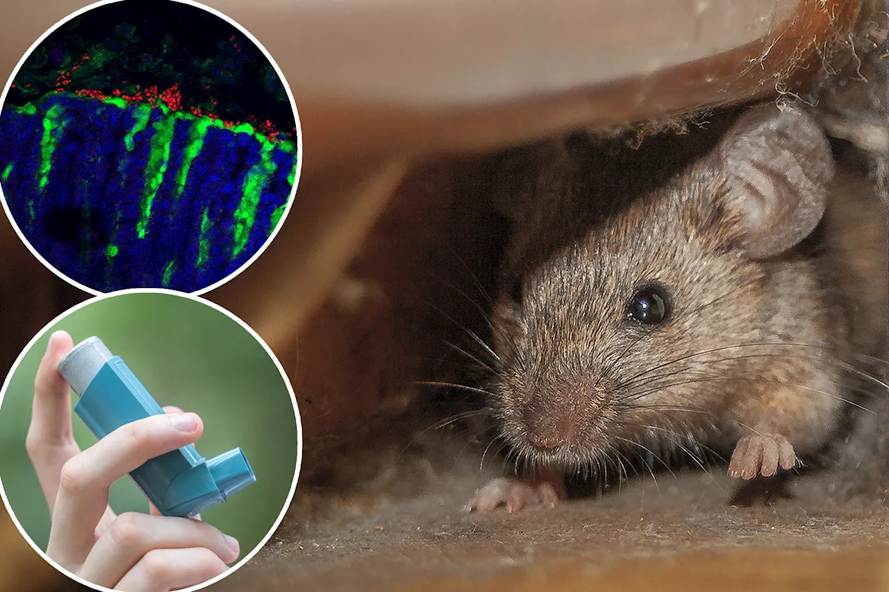 Mouse poop discovery may hold answers to high asthma rates in NYC