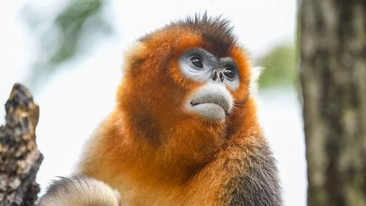 « Un trésor national » : trois singes dorés vont être prêtés par la Chine au ZooParc de Beauval