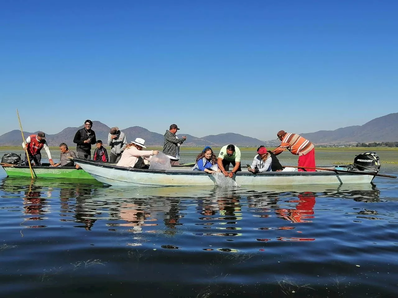 Siembran crías de tilapia en el lago de Cuitzeo para apoyar a pescadores en Acámbaro