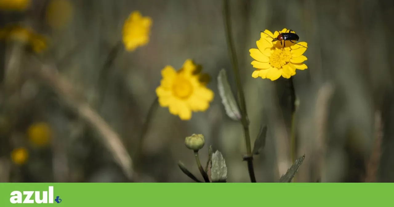 Insectos não estarão a salvo nas novas regras da UE para pesticidas, dizem ambientalistas