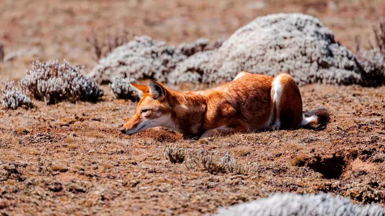 Äthiopische Wölfe mögen Nektar: Auf der Jagd nach Süßem