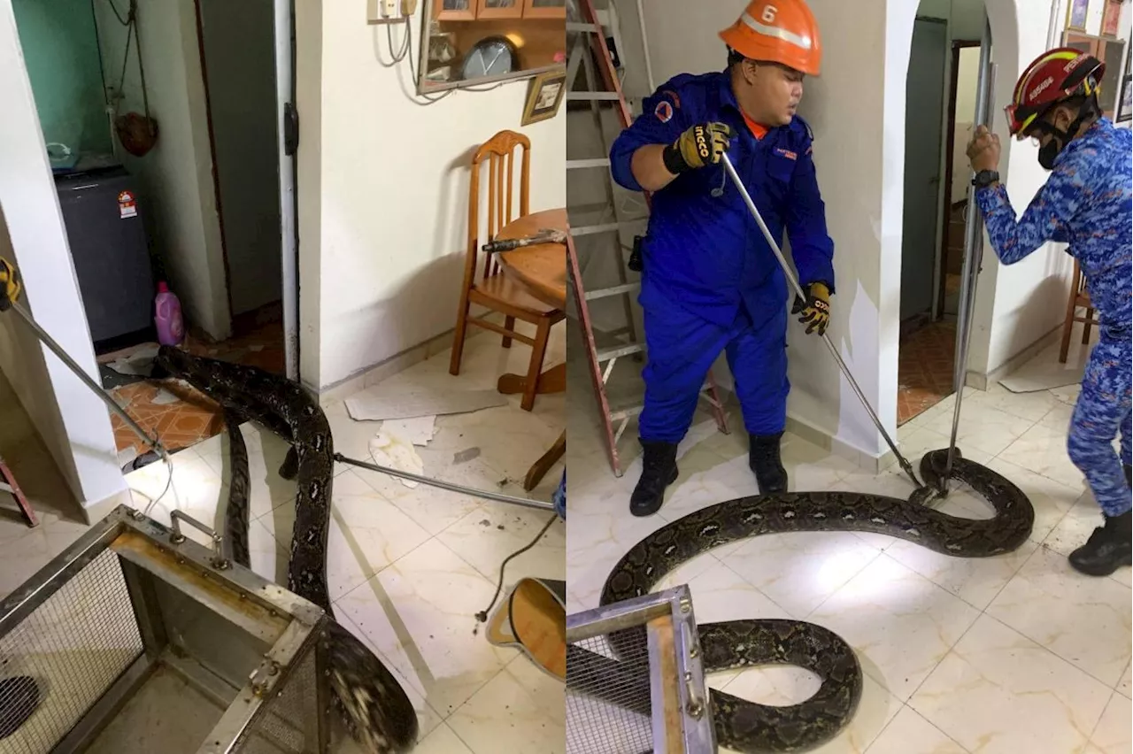 Python captured in viral video one of the largest in Larut Matang Selama