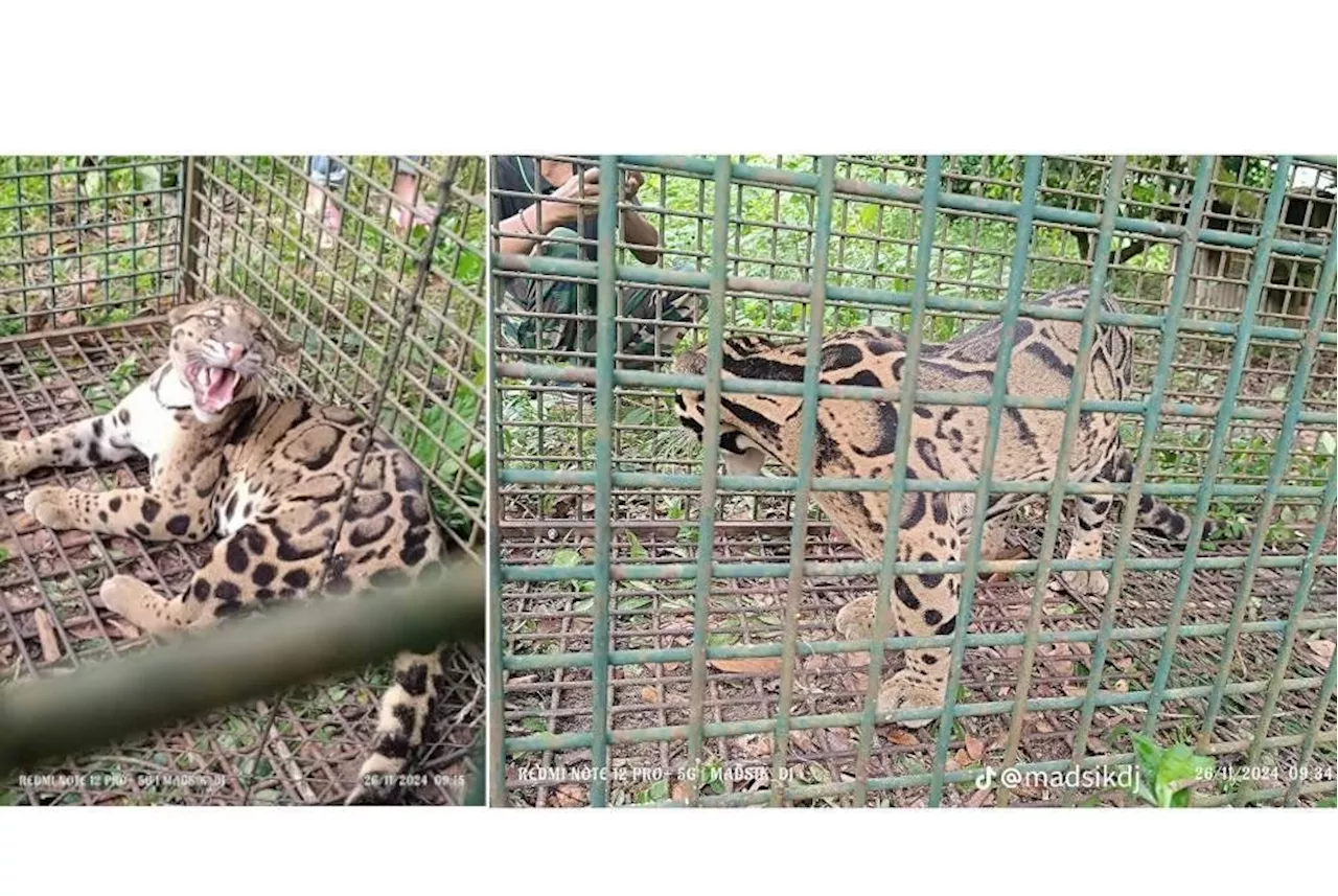 QuickCheck: Did a clouded leopard attack pets, livestock in Kedah?