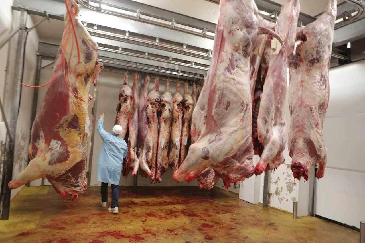 « L’abattoir de Bergerac mérite d’être sauvé » : les élus de Dordogne inquiets du sort de la structure