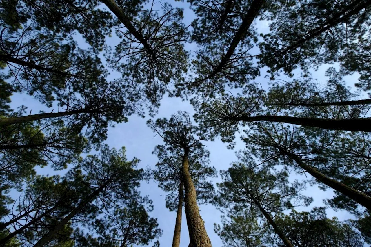 La forêt française voit sa capacité d'absorption de carbone s'affaiblir