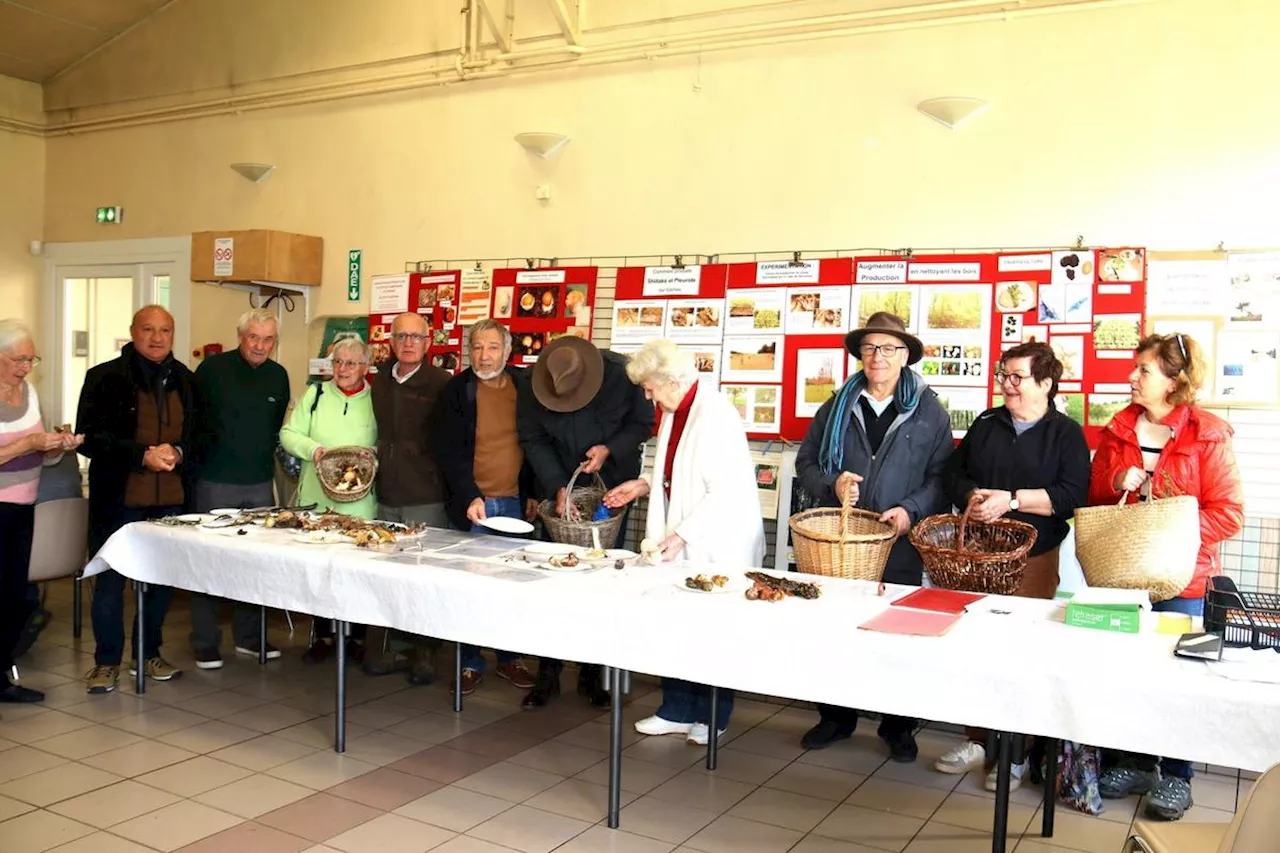 Villefranche-du-Queyran : Une cueillette en demi-teinte pour la journée champignons