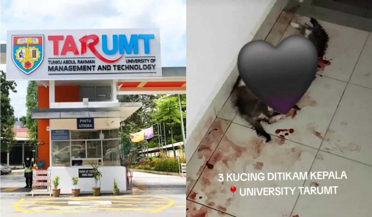 Three Cats Found Stabbed In The Head At TARUMT Setapak Campus