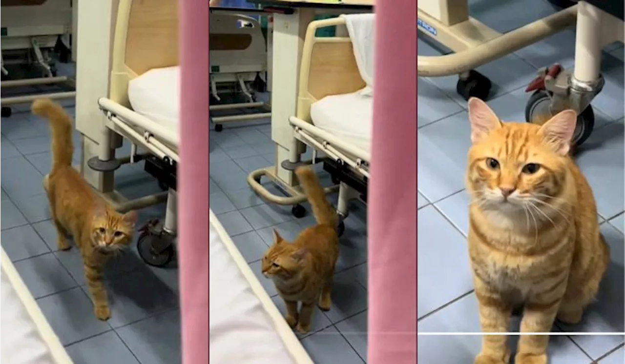 [Video] “Rasanya Tu Katil Dia” – Orang Ramai Terhibur Tengok Oyen ‘Melawat’ Wad Hospital