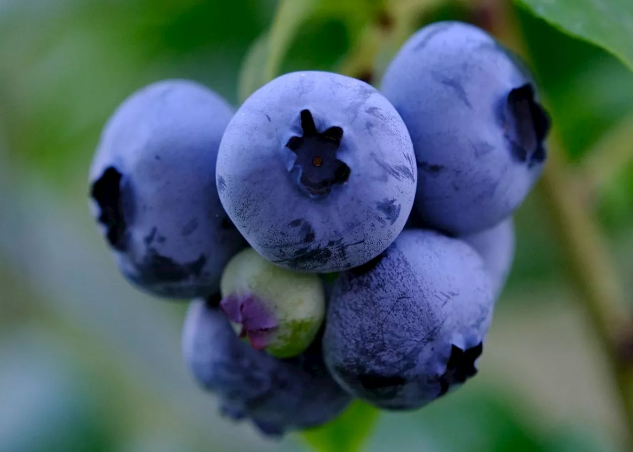 The world’s fastest-growing blueberry industry is in Zimbabwe