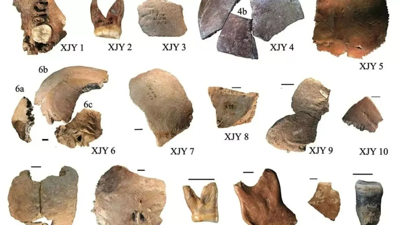 Homo juluensis: The Species with a 'Huge Head' That Lived Alongside Neanderthals and Modern Humans