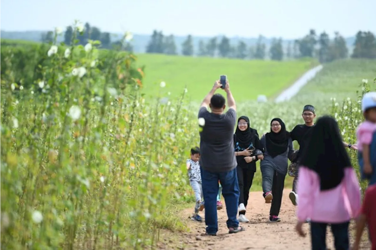 Cotton Field Blooms into a New Tourist Attraction in Chuping Valley