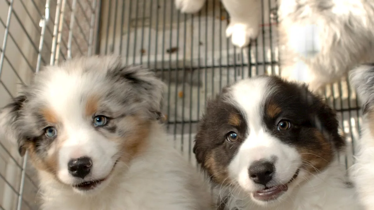 Il Puppy Mill Pipeline Act: Battaglia Contro Il Commercio Di Animali Da Allevamenti Abusivi