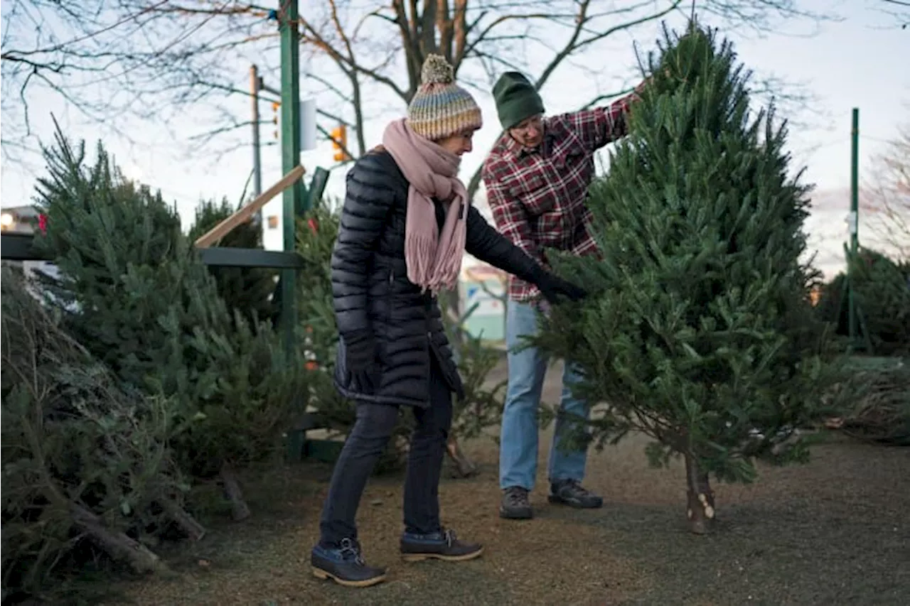 Here’s where you can buy, chop down a real Christmas tree in Northeast Florida