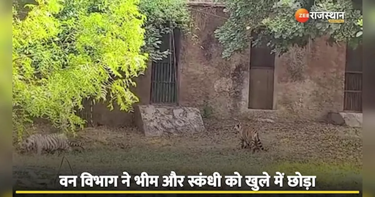 Tiger Video: अब बायोलॉजिकल पार्क में दिखेंगे बाघ के शावक, वन विभाग ने भीम और स्कंधी को खुले में छोड़ा