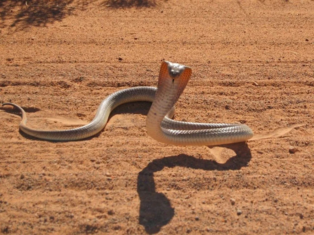 – The Obligatory Snake Season Warning Ft. Local Cyclist Crossing Paths With Cobra [Video]