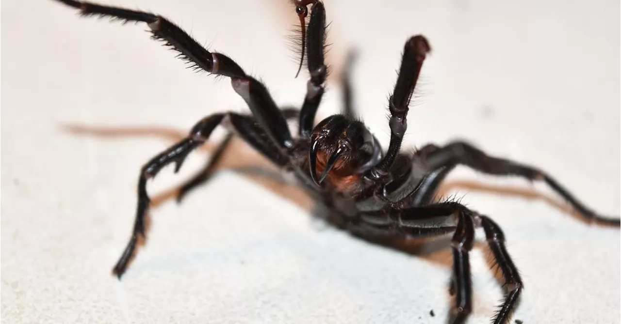 Increase in funnel-web spiders in Sydney homes expected as males hunt for mates