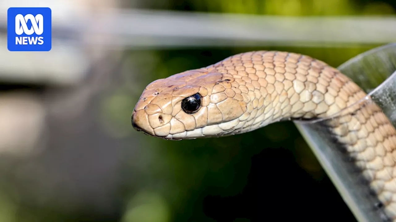 Queensland Teenager Beau Horan Dies After Snake Bite