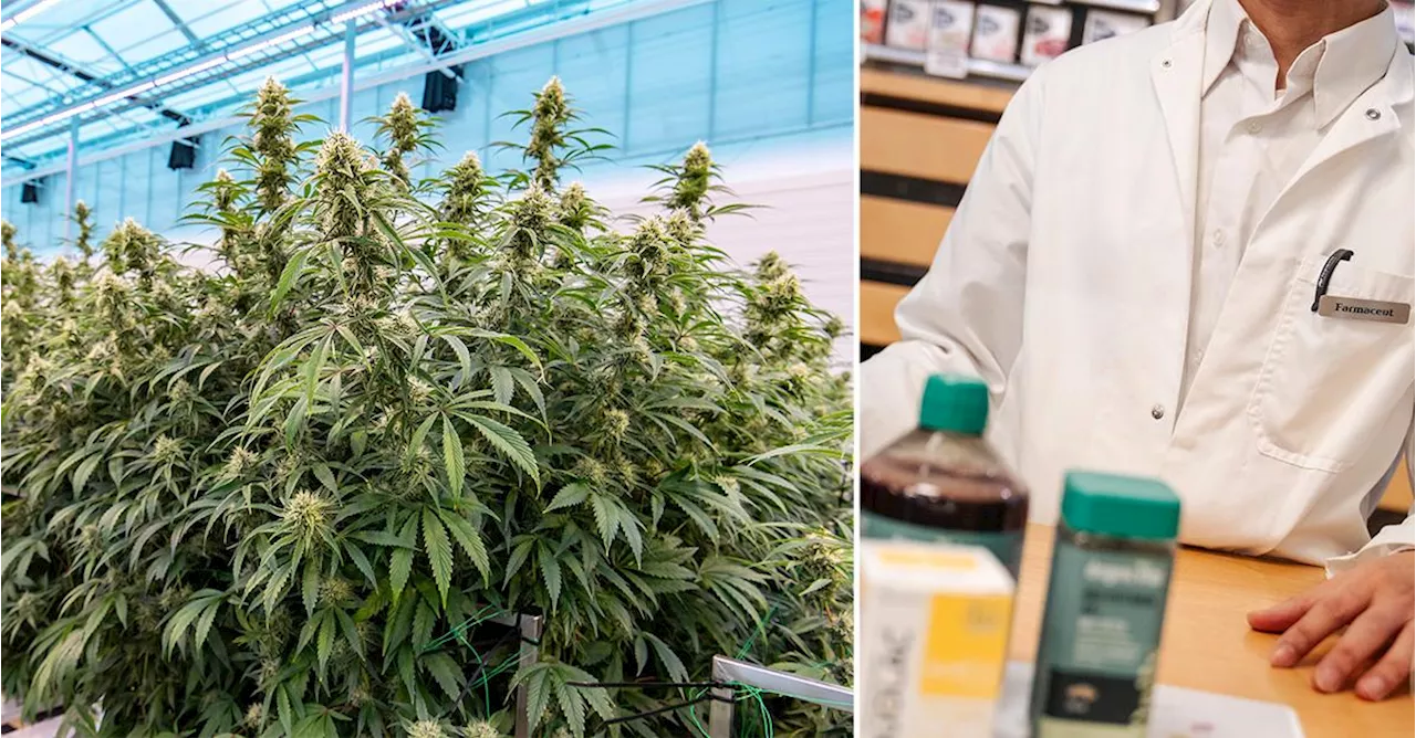 Medicinsk cannabis blir laglig i Danmark