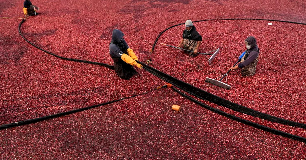 Cranberry Harvest Floats in Pinkish Crimson at Rocky Meadow Bog