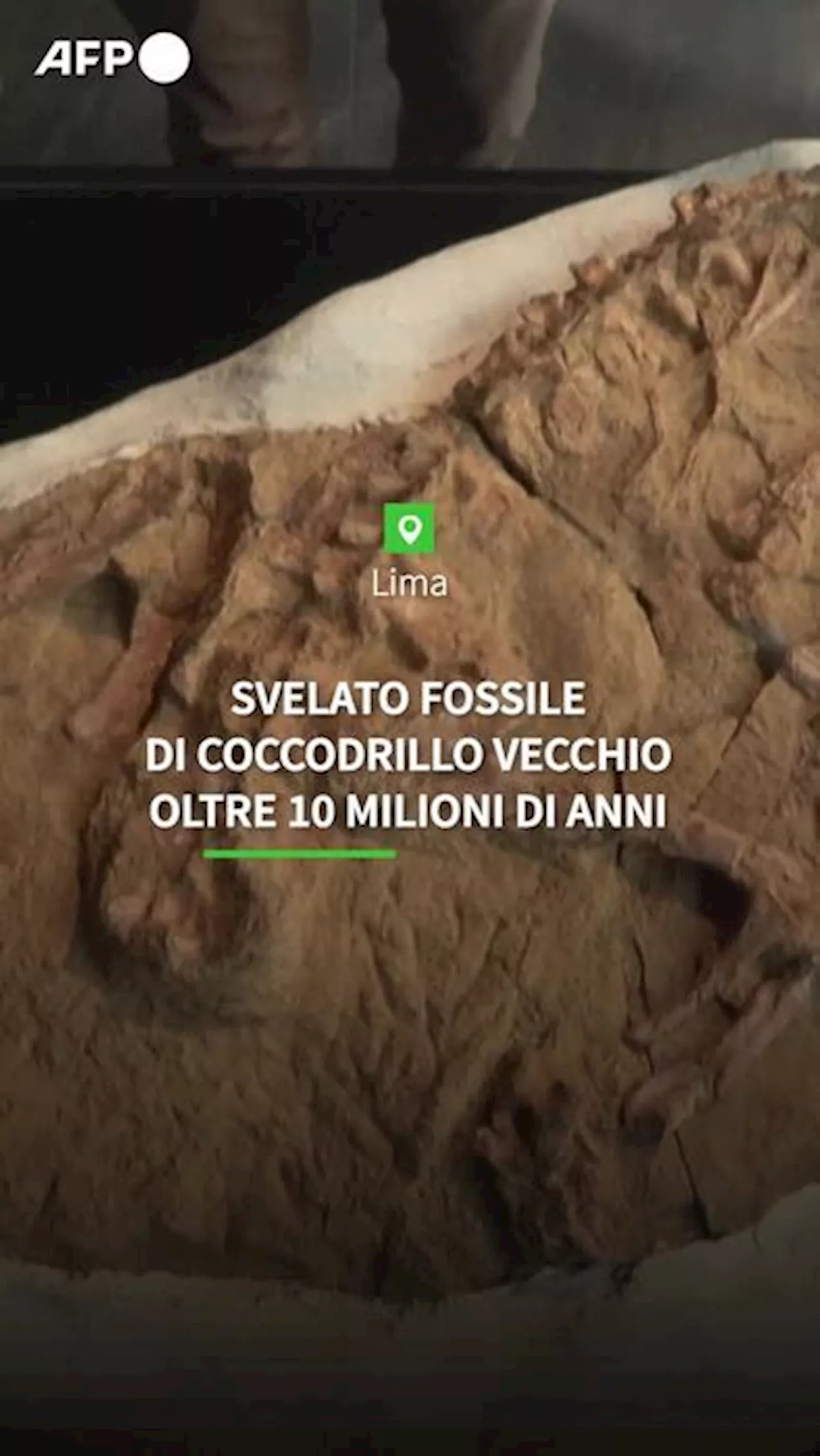 Svelato il fossile di un coccodrillo vecchio oltre 10 milioni di anni