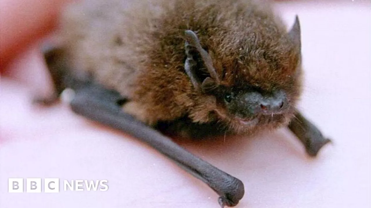 Church Praises Special Nets to Stop Bat Droppings