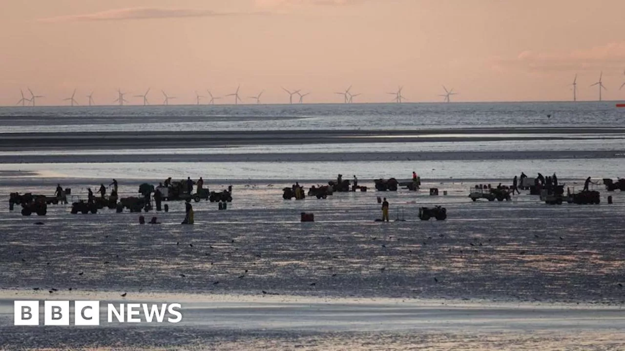 Wirral: Quadbike fishermen hit beach for 570-tonne cockle harvest