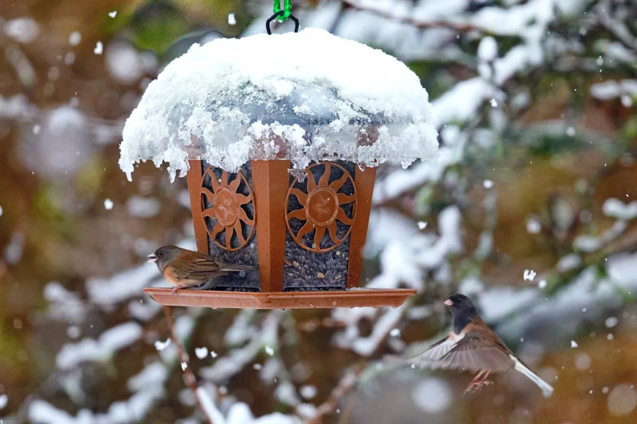 Winter Bird Feeding: Tips for Keeping Feeders Safe and Clean