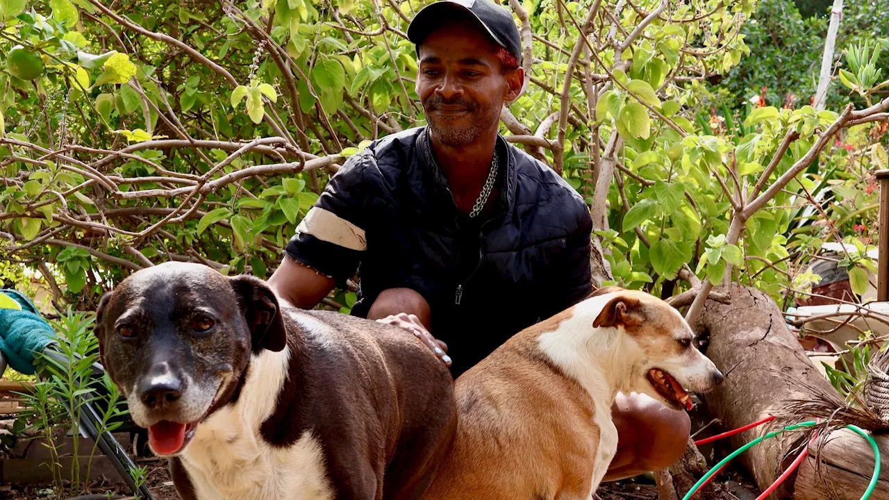 Clayton Smith Faced with Eviction from Cape Town Park, Reluctant to Give Up His Dogs