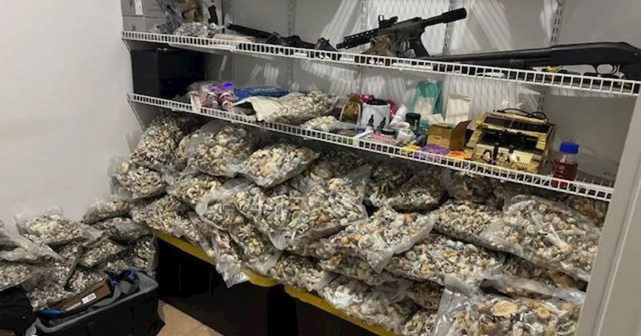 Almost $3 million in mushrooms seized during Lake Elsinore drug bust