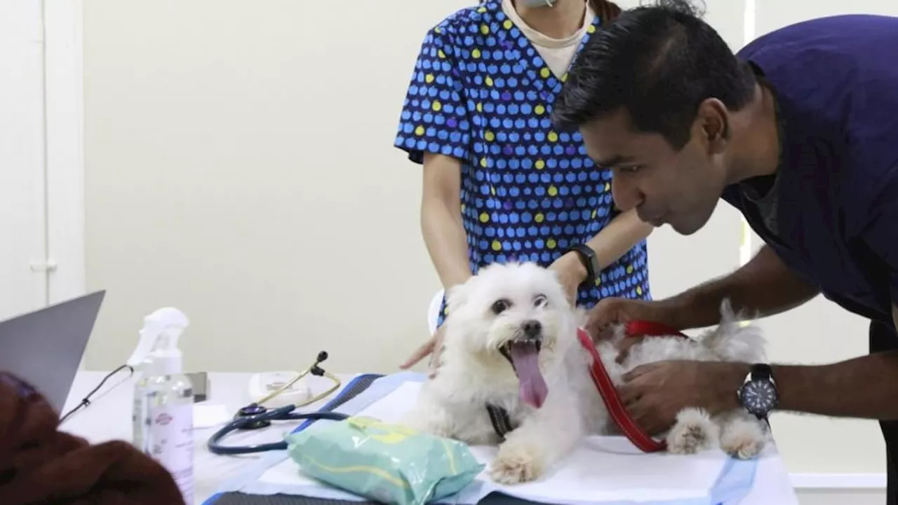 Singapore Vet Discusses Subsidizing Pet Fees Amid S$60,000 Treatment Cost