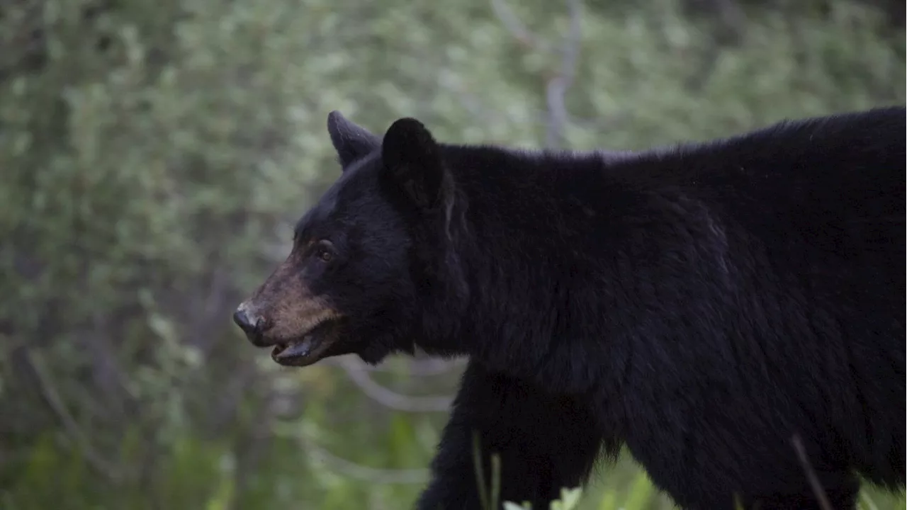 Mother bear, cubs relocated again after sightings near Colwood and Langford