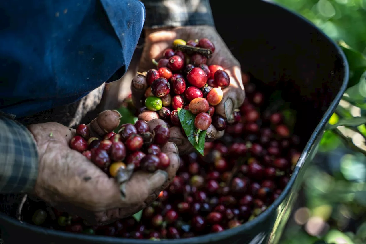 El café se convierte en un lujo: sube un 70% en lo que va de año