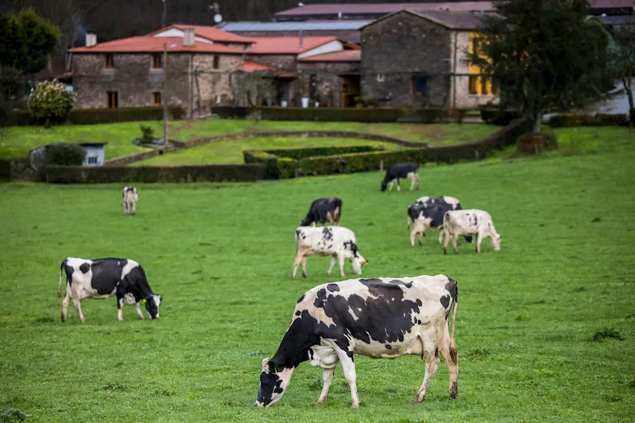 Los Jueces Salvan A Nestl Puleva Y Danone De Pagar Las Primeras