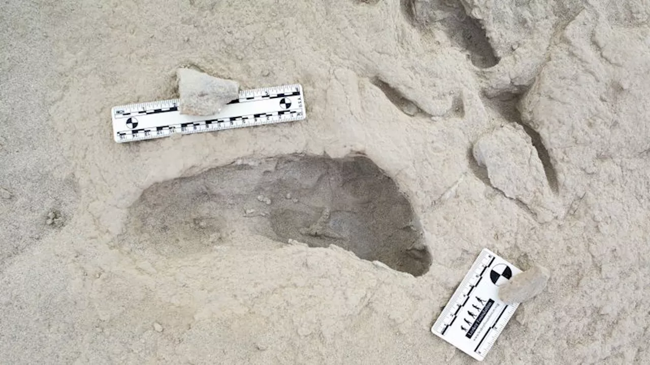 Fossilized Footprints Reveal Coexistence of Two Ancient Human Species