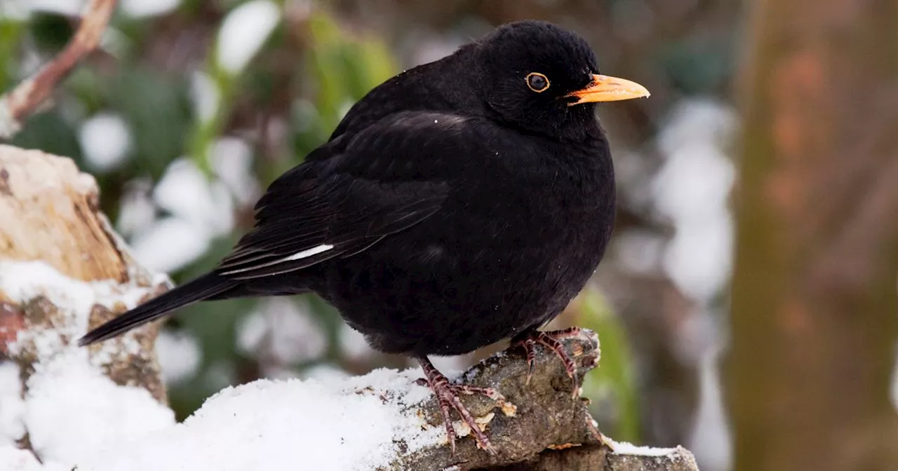 Experts Warn: Feed Blackbirds This Winter to Protect Against New Virus