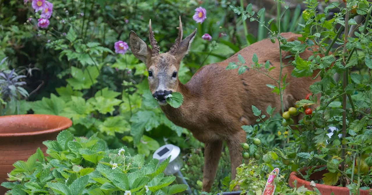 Up to 250,000 Deer to Be Killed Annually in Scotland Until 2030