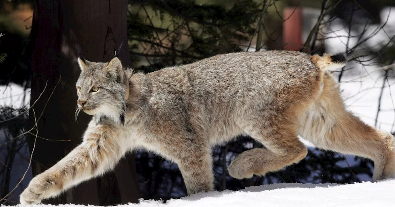 Canada lynx proposed for new habitat protections in US southern Rockies