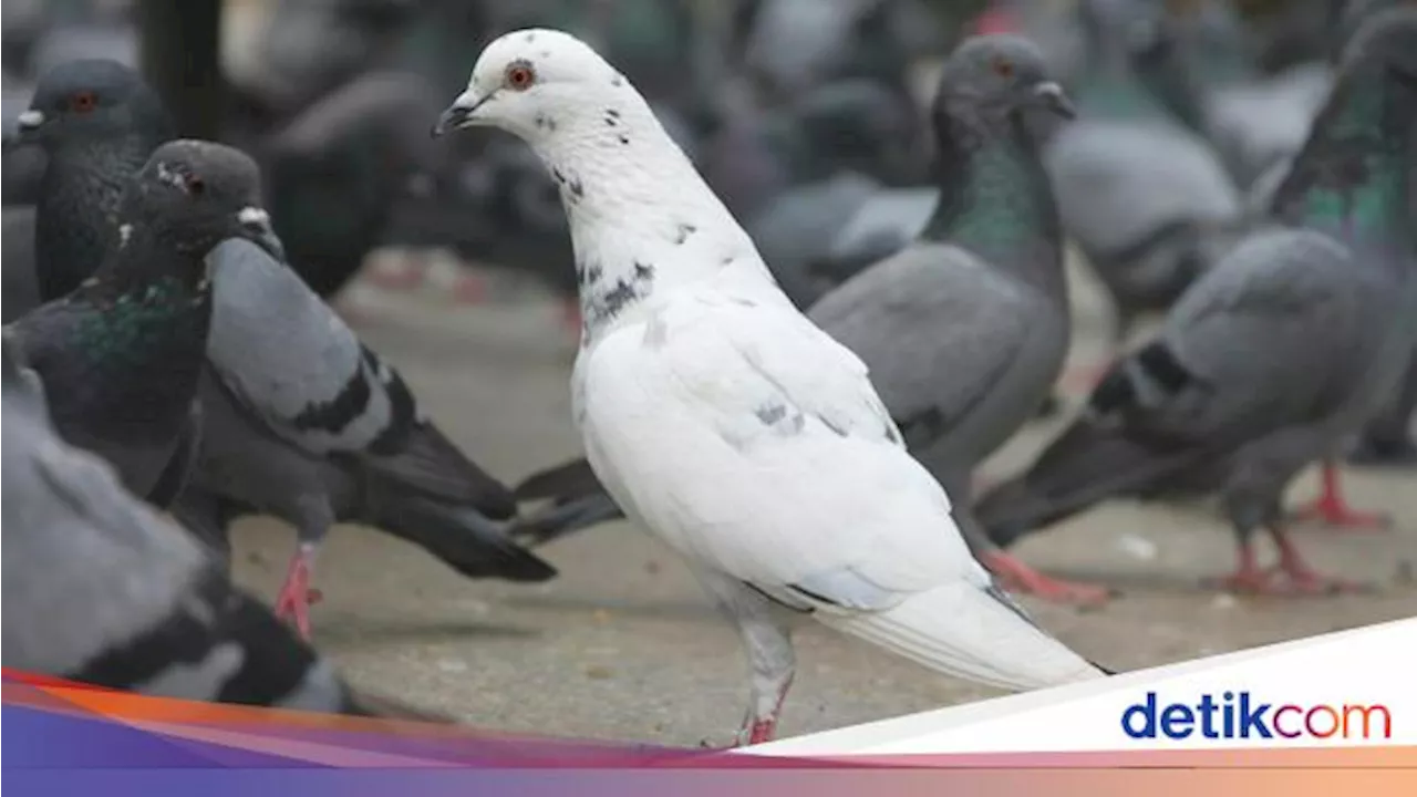 Studi Ungkap Merpati Bisa Menilai Sebuah Karya Seni, Bagaimana Caranya?