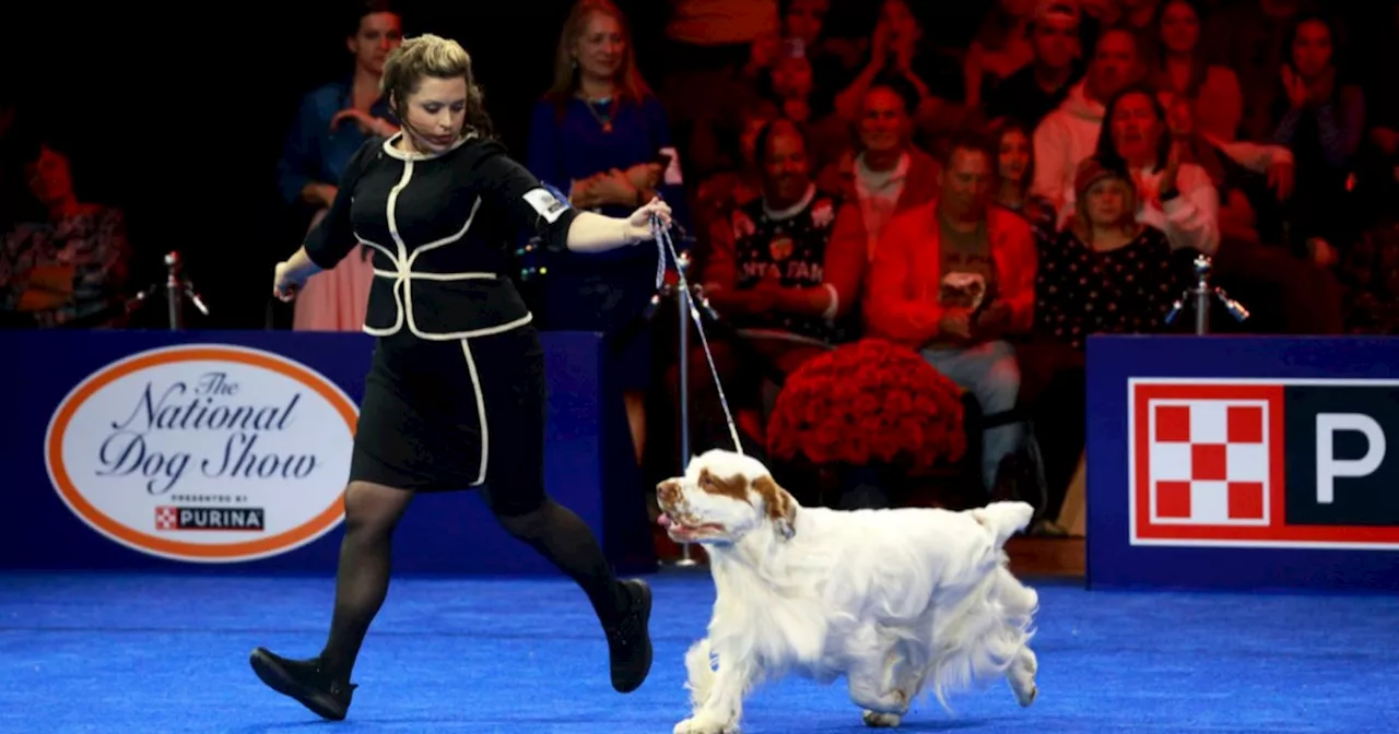 Where to watch the 2024 National Dog Show for free