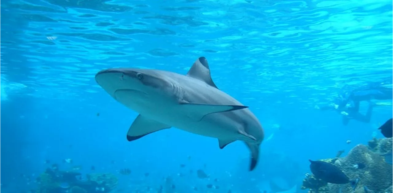 Montreal Mall Uses 'Baby Shark' to Deter Homeless People