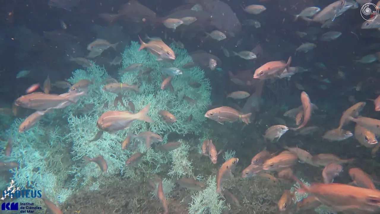 Proteção de Cabliers, o maior recife de águas profundas do Mediterrâneo, está em risco