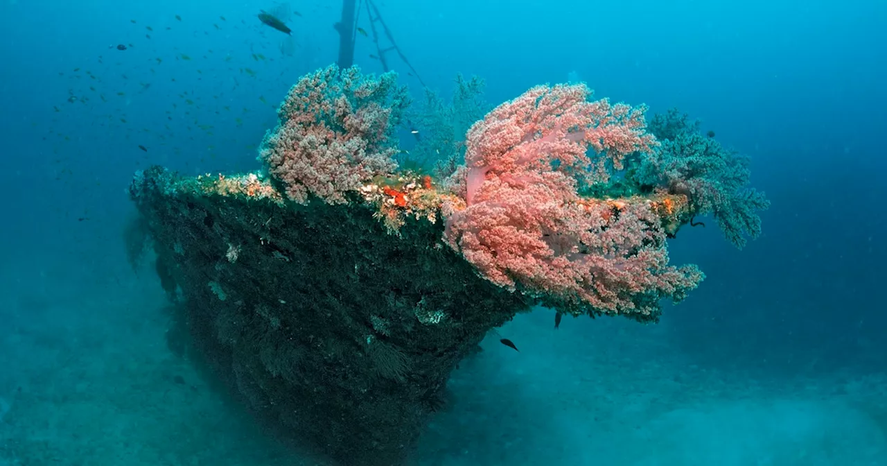 Geheimnisvolles Schiffswrack gefunden: Taucher entdecken archäologischen „Schatz“