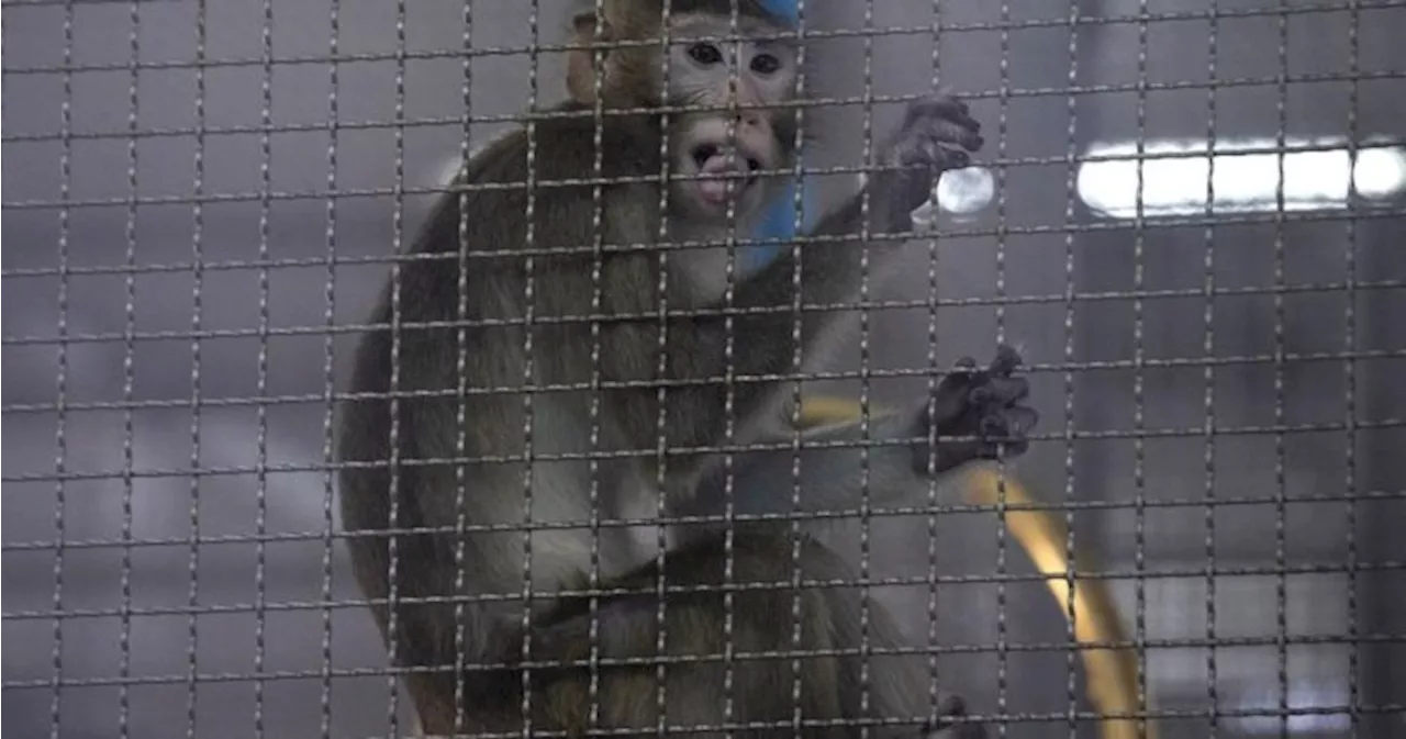 Whistleblowers claim 18 monkeys died at testing centre, USDA investigating