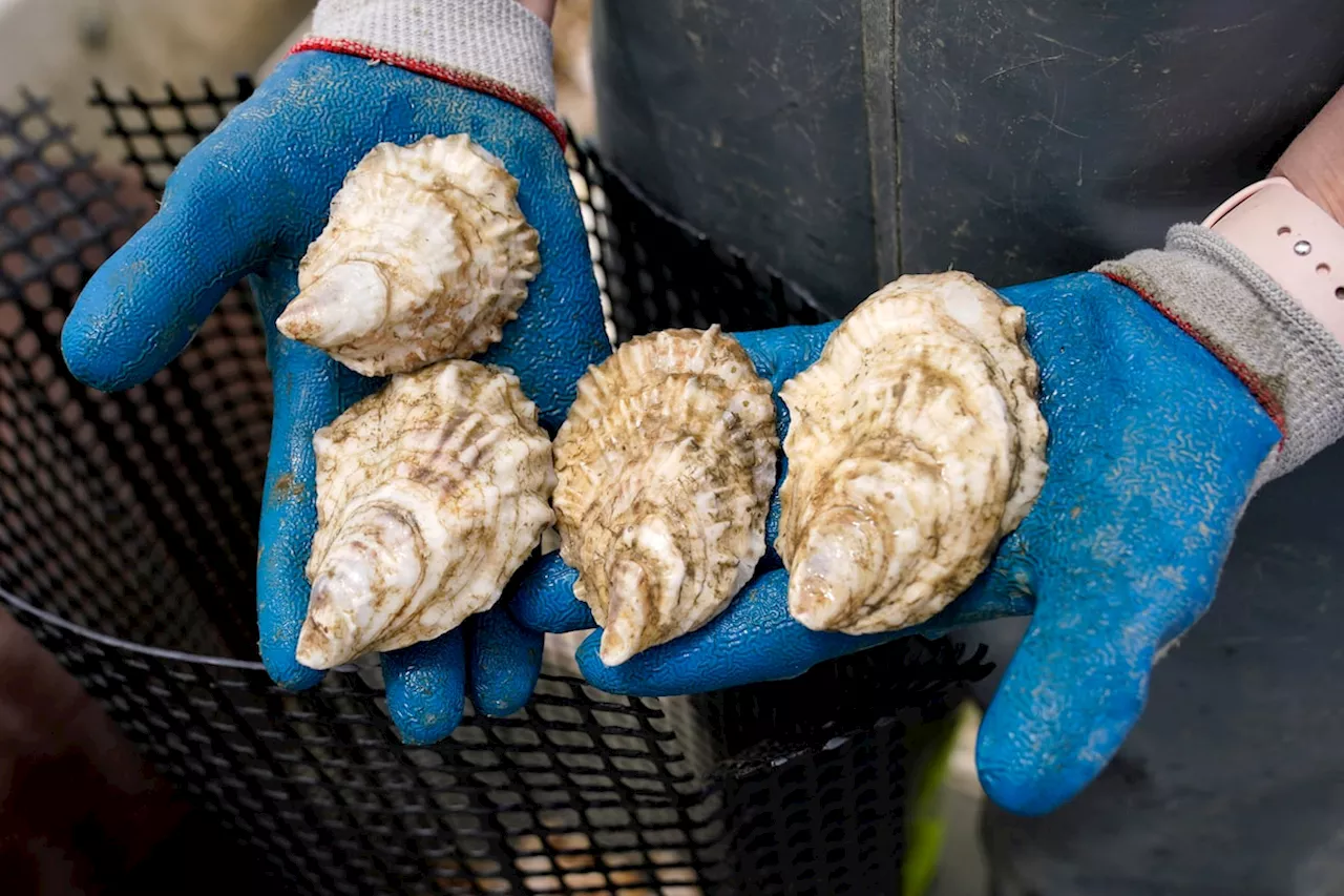 Dermo disease detected in oyster samples in northeastern Nova Scotia, officials say