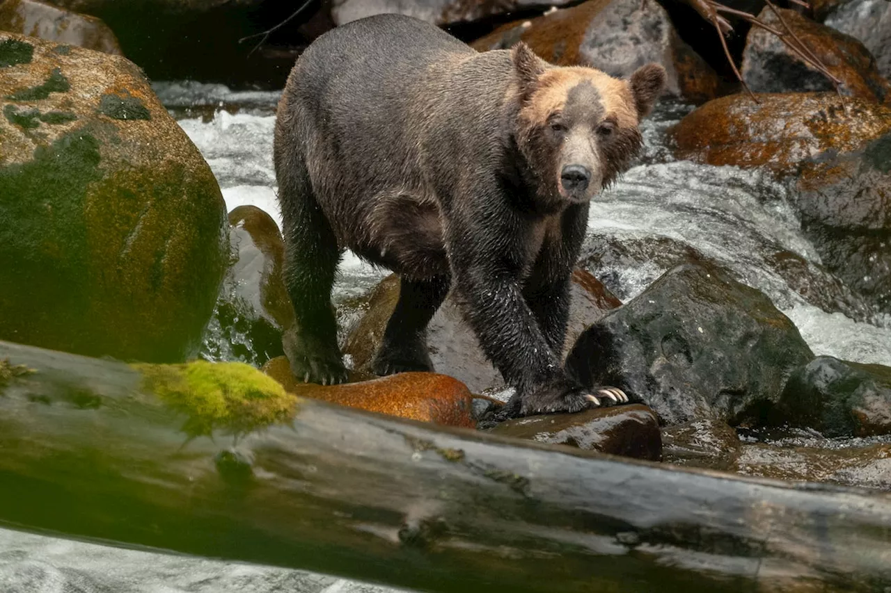 In North Vancouver Island, Indigenous locals share the area’s rich wildlife on their terms